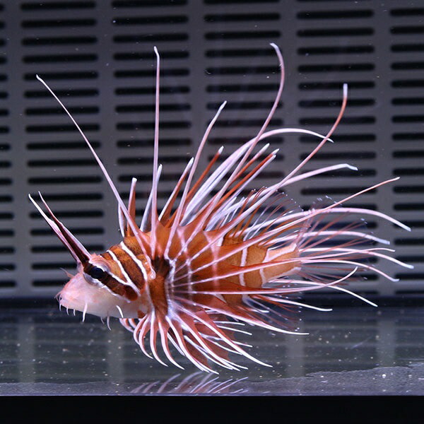 キミオコゼ 10-12cm±! カサゴ 海水魚 15時までのご注文で当日発送【カサゴ】