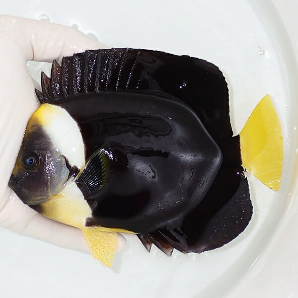 【現物2】粒エサOK パソニファーエンゼル 16cm±! 海水魚 ヤッコ 15時までのご注文で当日発送(t111(t207