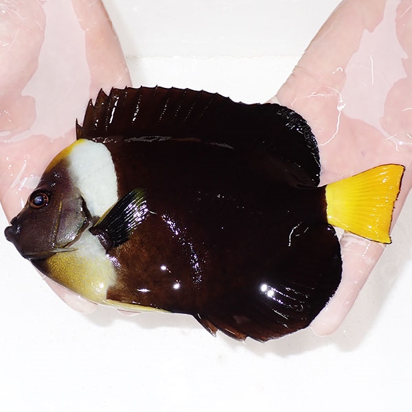 【現物4】粒エサOK パソニファーエンゼル 19.5cm±! 海水魚 ヤッコ 15時までのご注文で当日発送(t111(t207