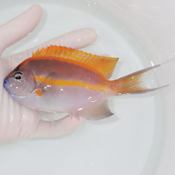 【現物1】ベルスエンゼル ♂ 13.5cm±! 海水魚 ヤッコ 15時までのご注文で当日発送(t111(t207