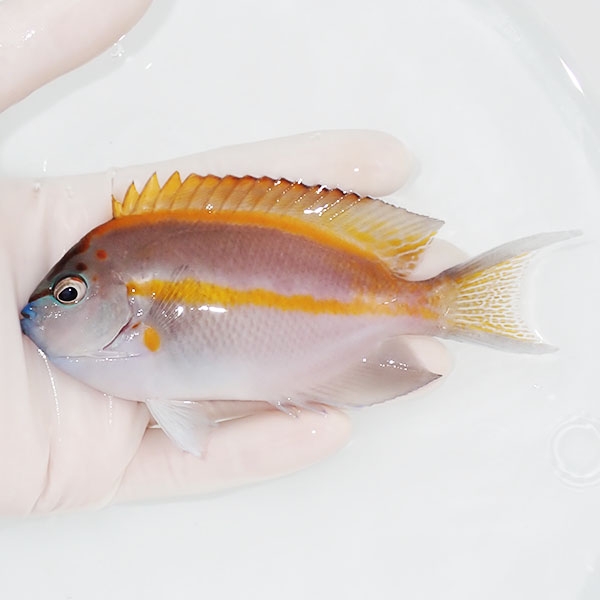 【現物2】ベルスエンゼル ♂ 12cm±! 海水魚 ヤッコ 15時までのご注文で当日発送(t111(t207