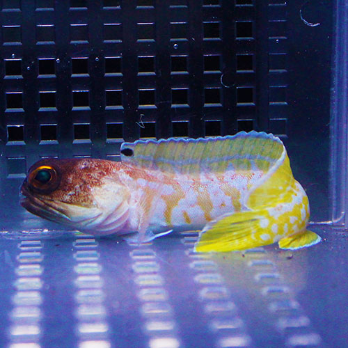 ゴールドスペックジョーフィッシュ 5-7cm!   海水魚 15時までのご注文で当日発送【ジョーフィッシュ】