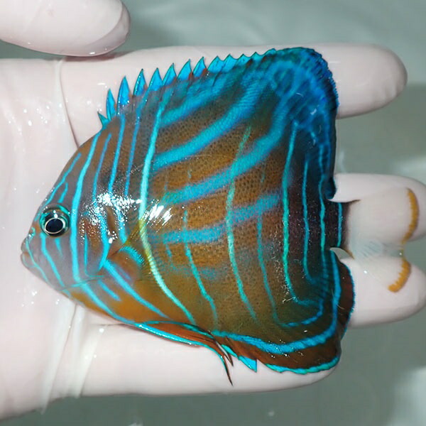 【現物8】ワヌケヤッコ 9.5cm± ! 海水魚 ヤッコ 15時までのご注文で当日発送(t111