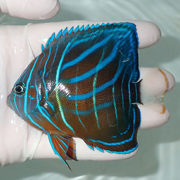 【現物9】ワヌケヤッコ 9.8cm± ! 海水魚 ヤッコ 15時までのご注文で当日発送(t111