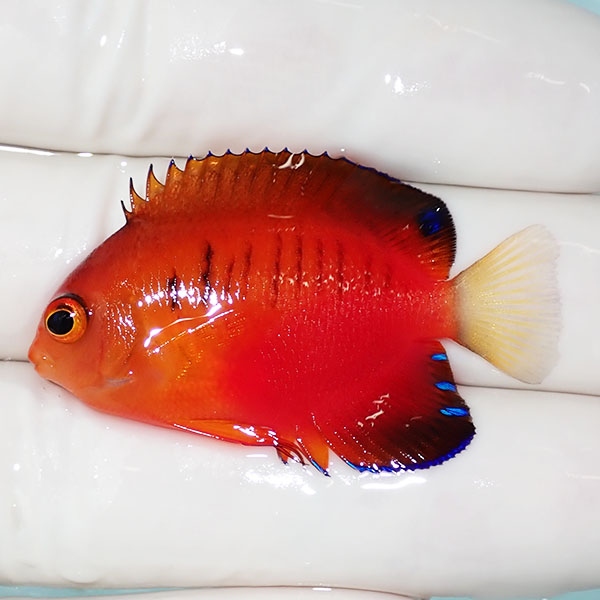 【現物5】ダイダイヤッコ 4.5cm±!海水魚 ヤッコ 15時までのご注文で当日発送(t111(t207