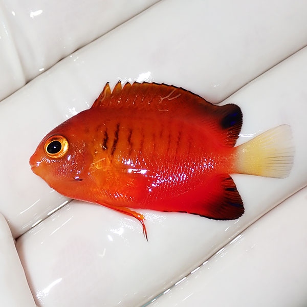 【現物6】ダイダイヤッコ 3.8cm±!海水魚 ヤッコ 15時までのご注文で当日発送(t111(t207