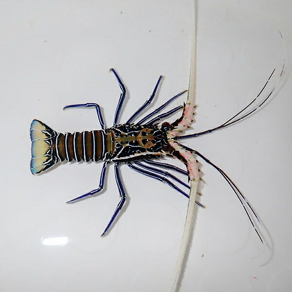 ゴシキエビ 1匹 6-8cm± !15時までのご注文で当日発送(t129