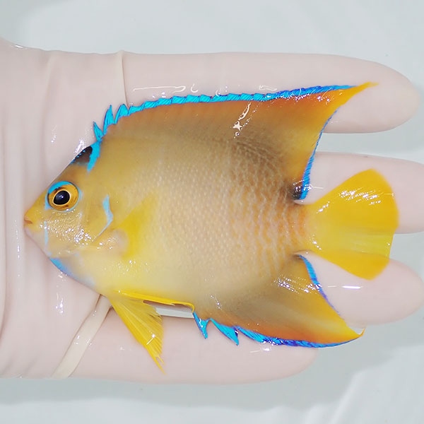 【現物2】粒エサOK タウンゼントエンゼル 9cm± !海水魚 ヤッコ 15時までのご注文で当日発送(t111