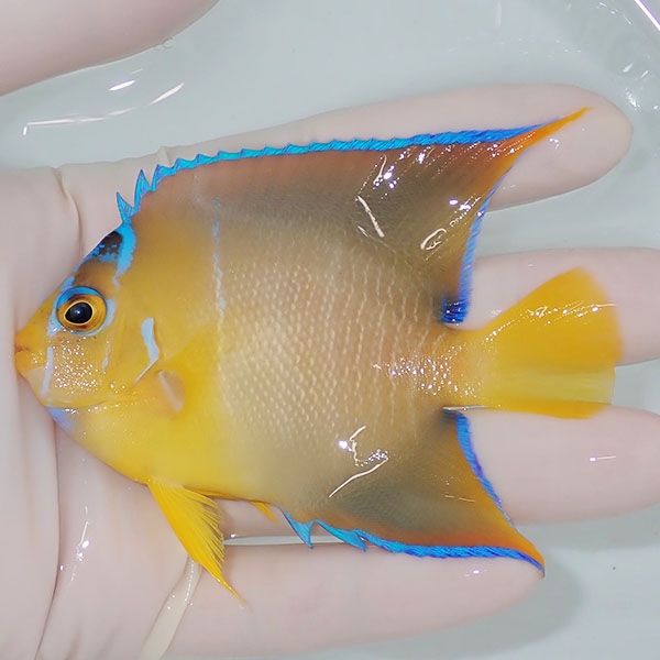 【現物3】粒エサOK タウンゼントエンゼル 9.5cm± !海水魚 ヤッコ 15時までのご注文で当日発送(t111