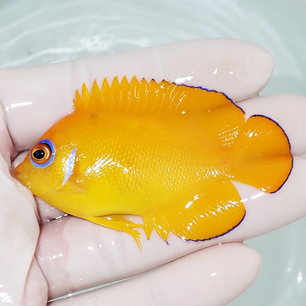 【現物3】レモンピール 6.8cm± クリスマス産!海水魚 ヤッコ 15時までのご注文で当日発送(t111