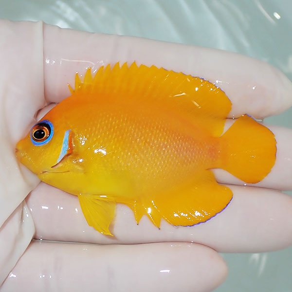 【現物2】粒エサOK レモンピール 6.5cm± !海水魚 ヤッコ 15時までのご注文で当日発送(t111