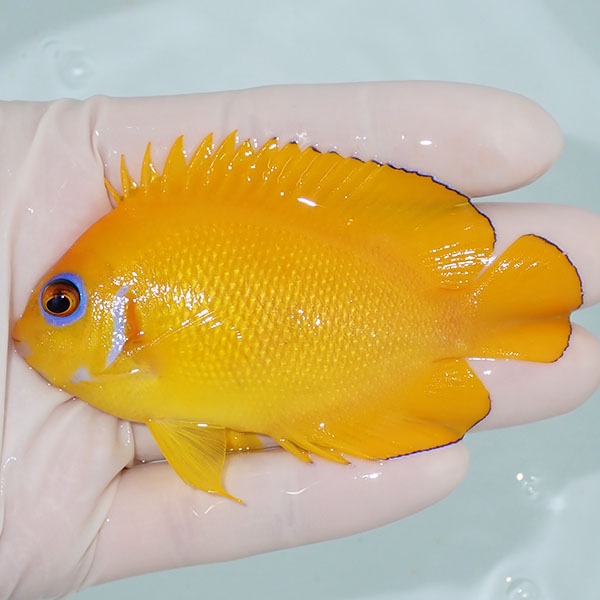 【現物5】レモンピール 8.5cm± クリスマス産!海水魚 ヤッコ 15時までのご注文で当日発送(t111