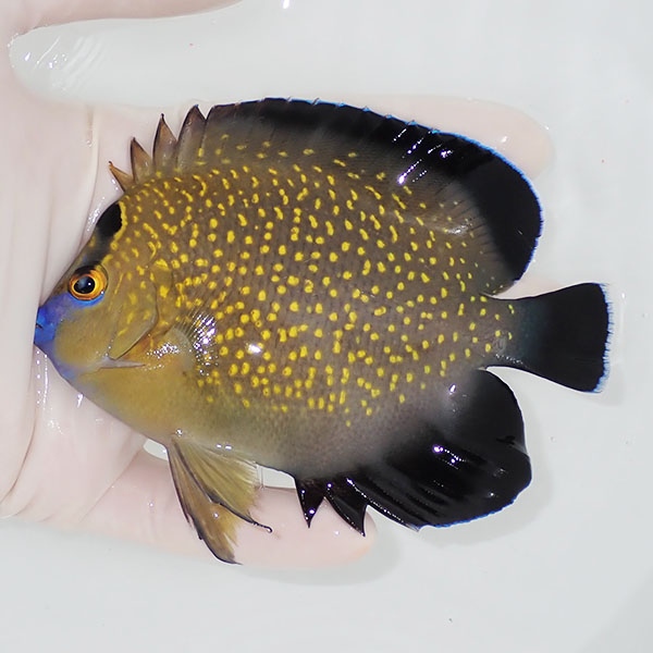 【現物1】粒エサOK ゴールドフレークエンゼル 11.5cm±!海水魚 ヤッコ 15時までのご注文で当日発送(t111