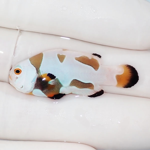 【現物1】オレンジストーム 4cm± ! ブリード 海水魚 カクレクマノミ(t111(t207