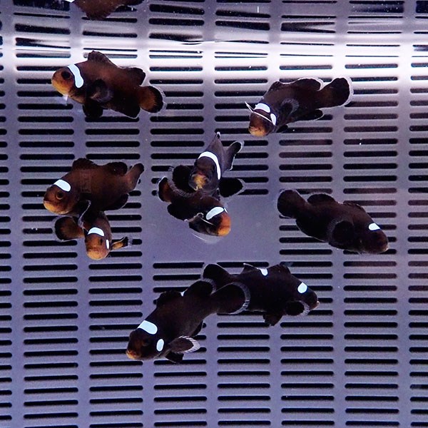 ドミノクラウン【1匹】4-5cm±! 海水魚 クマノミ 餌付け 15時までのご注文で当日発送(t115(t207