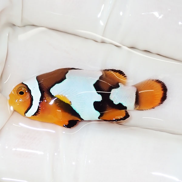 【現物4】ブラックアイスオセラリス 3.5cm±! 海水魚 クマノミ 餌付け 15時までのご注文で当日発送(t115(t207
