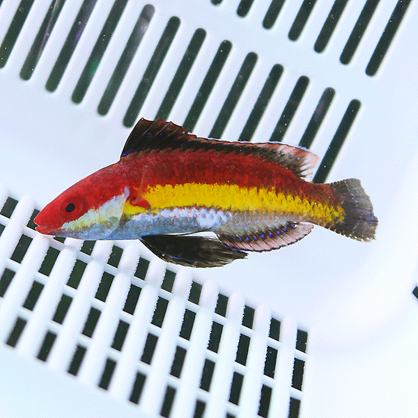 ナオコズフェアリーラス 5-7cm±!海水魚 ベラ15時までのご注文で当日発送(t122