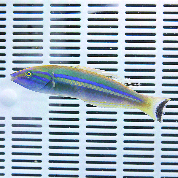 オグロベラ 7-10cm±!海水魚 ベラ15時までのご注文で当日発送(t122