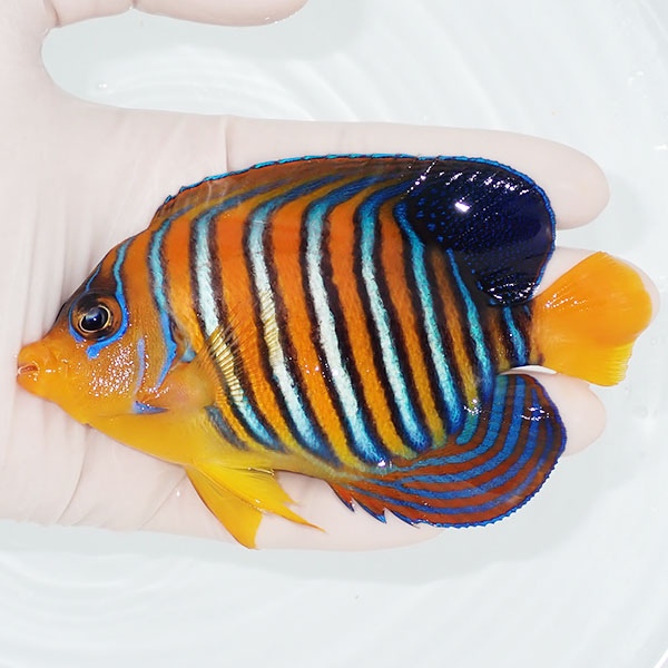 【現物7】粒エサOK モルディブ産インドニシキヤッコ 12cm±! 海水魚 ヤッコ 15時までのご注文で当日発送(t111