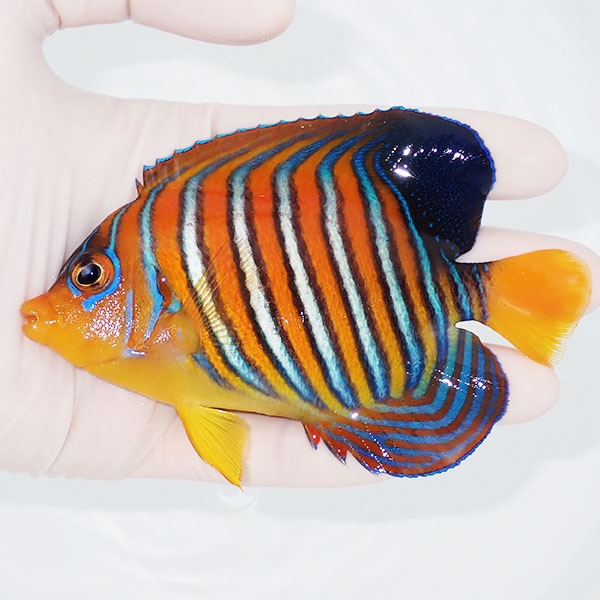 【現物8】モルディブ産インドニシキヤッコ 11cm±! 海水魚 ヤッコ 15時までのご注文で当日発送(t111