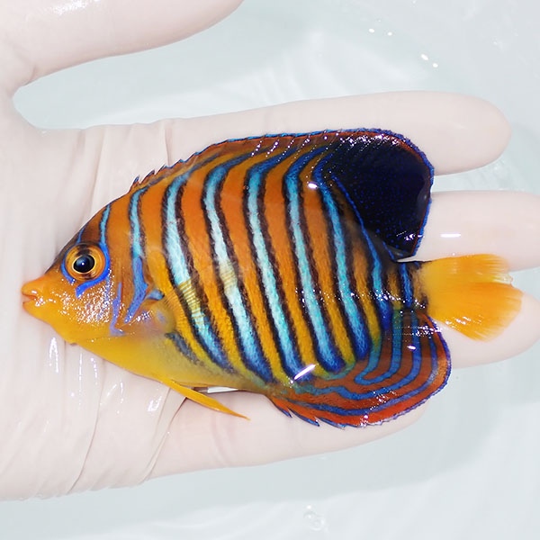 【現物9】モルディブ産インドニシキヤッコ 10cm±! 海水魚 ヤッコ 15時までのご注文で当日発送(t111