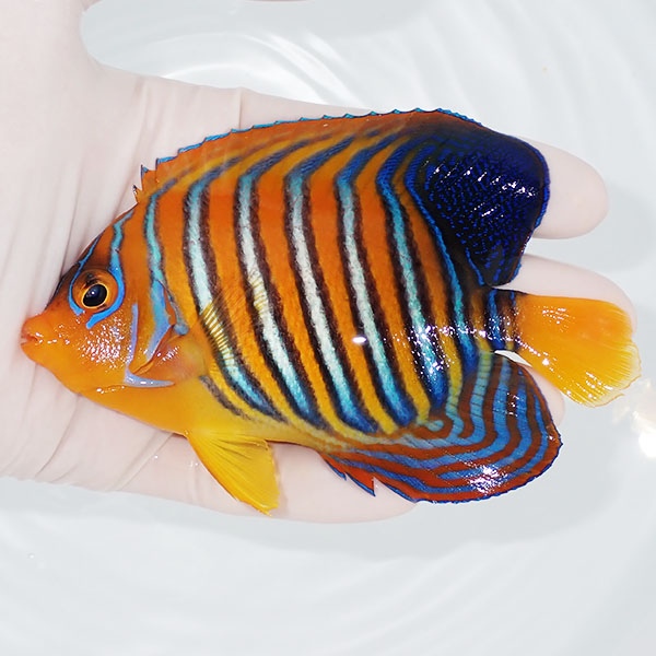 【現物10】粒エサOK モルディブ産インドニシキヤッコ 11.5cm±! 海水魚 ヤッコ 15時までのご注文で当日発送(t111