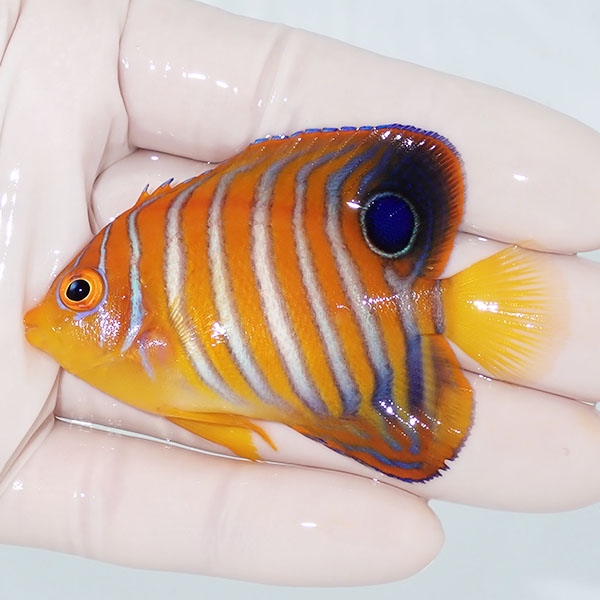 【現物11】粒エサOK モルディブ産インドニシキヤッコ 6.5cm±! 海水魚 ヤッコ 15時までのご注文で当日発送(t111