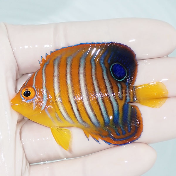 【現物12】粒エサOK モルディブ産インドニシキヤッコ 6.5cm±! 海水魚 ヤッコ 15時までのご注文で当日発送(t111