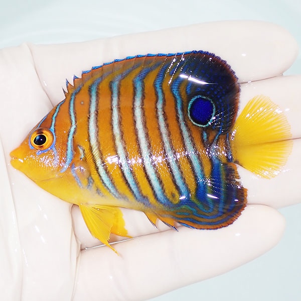 【現物13】粒エサOK モルディブ産インドニシキヤッコ 7cm±! 海水魚 ヤッコ 15時までのご注文で当日発送(t111