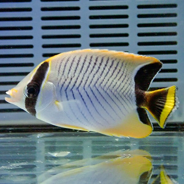 ヤリカタギ 8-10cm±! 海水魚 チョウチョウウオ 15時までのご注文で当日発送(t114(t207