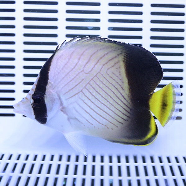 インディアンバガボンド 6-8cm± ! 海水魚 チョウチョウウオ 15時までのご注文で当日発送(t114