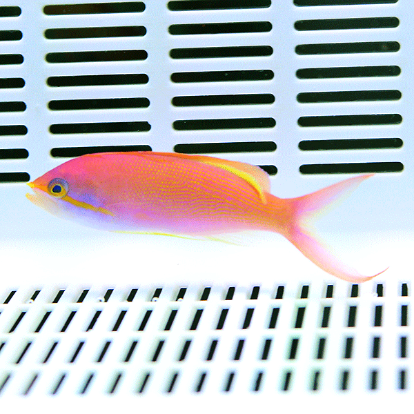 インディアンフレームアンティアス 6-8cm±!海水魚 ハナダイ 餌付け15時までのご注文で当日発送(t118