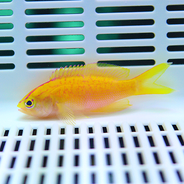 ディアディムアンティアス メス 3-5cm±!海水魚 ハナダイ 餌付け15時までのご注文で当日発送(t118