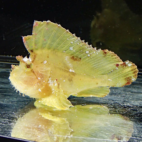 ハダカハオコゼ 8-10cm±!海水魚 リーフスコーピオン  15時までのご注文で当日発送(t118