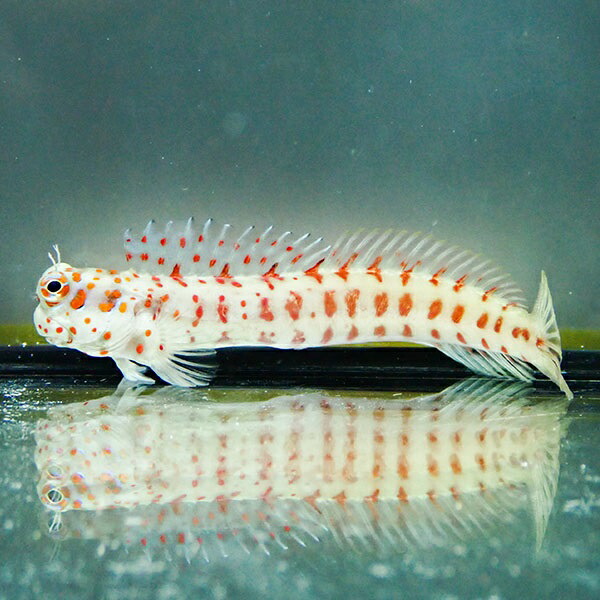 モルディブ産 モンツキカエルウオ 6-8cm±海水魚 カエルウオ 15時までのご注文で当日発送(t121