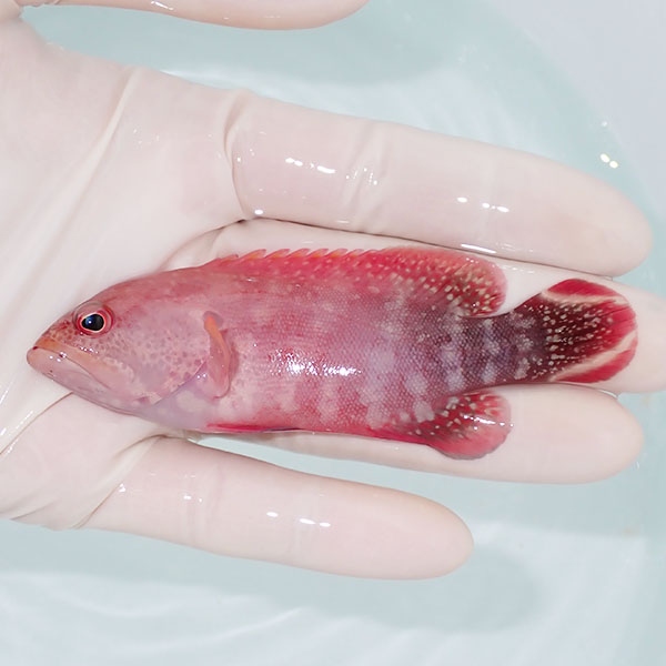 【現物2】ニジハタ 9cm± !海水魚 生体 15時までのご注文で当日発送(t120(t207