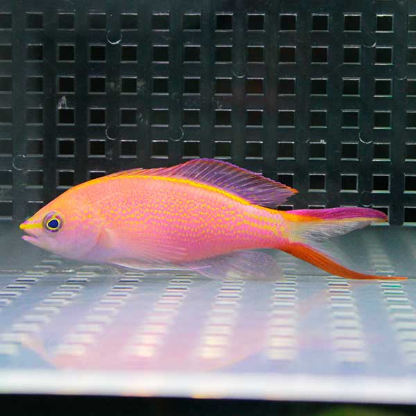 オオテンハナゴイ 6-8cm±!  海水魚 ハナダイ !15時までのご注文で当日発送(t118