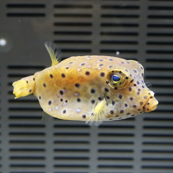 ハコフグ 5-7cm±! 海水魚 フグ 【フグ】15時までのご注文で当日発送(t123