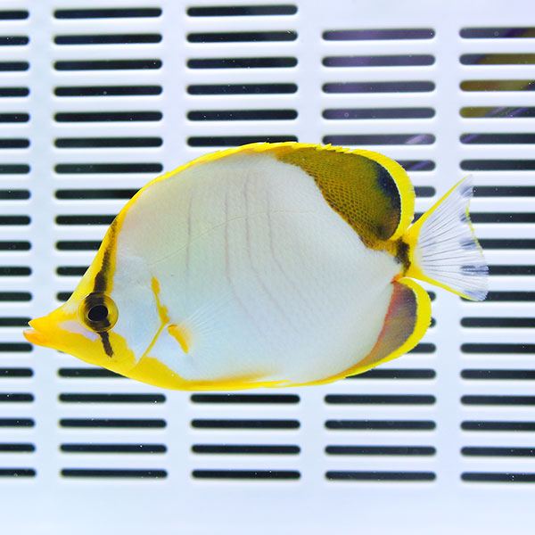 粒エサOK サントスバタフライ 4-6cm± !海水魚 生体 チョウチョウウオ 15時までのご注文で当日発送(t114