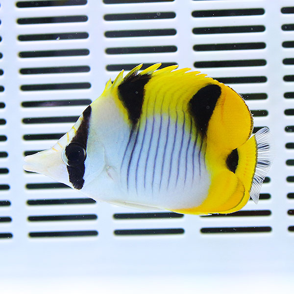 【モルディブ産】インドスダレチョウ 4-6cm±! 15時までのご注文で当日発送(t114