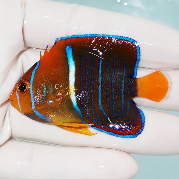 【現物1】パッサーエンゼル 6.5cm± ! 海水魚 ヤッコ  15時までのご注文で当日発送(t111(t207