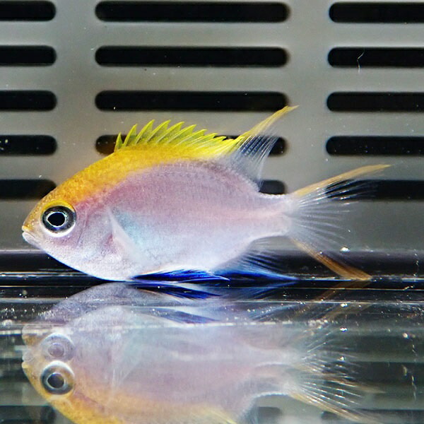 クロスズメダイ 幼魚 ! 海水魚 スズメダイ  15時までのご注文で当日発送(t111(t207