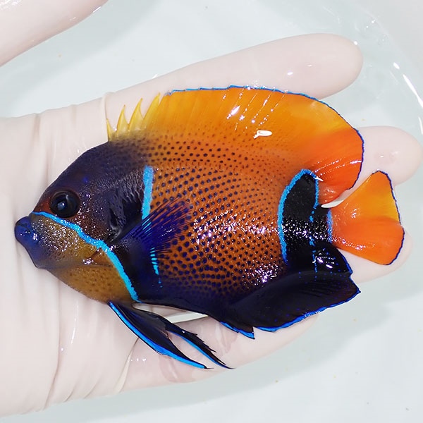 【現物9】粒エサOK イナズマヤッコ 10cm± ! 海水魚 ヤッコ 15時までのご注文で当日発送(t111(t207