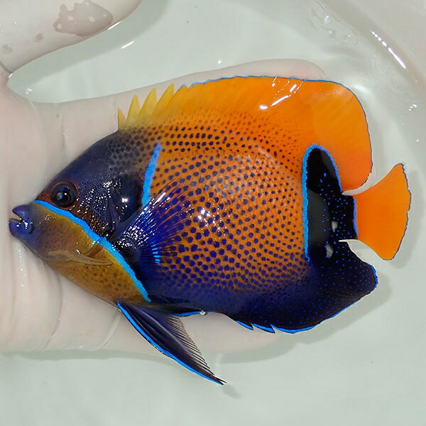 【現物11】イナズマヤッコ 14.5cm± ! 海水魚 ヤッコ 15時までのご注文で当日発送(t111(t207