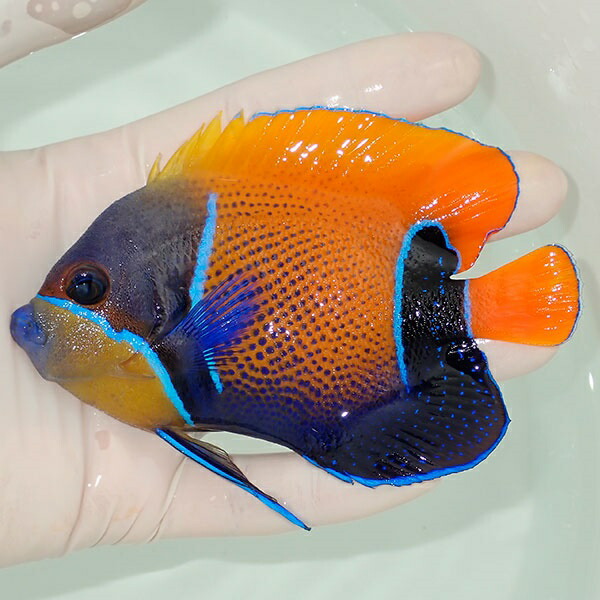 【現物12】イナズマヤッコ 11cm± ! 海水魚 ヤッコ 15時までのご注文で当日発送(t111(t207