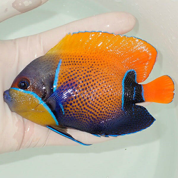 【現物13】イナズマヤッコ 12cm± ! 海水魚 ヤッコ 15時までのご注文で当日発送(t111(t207