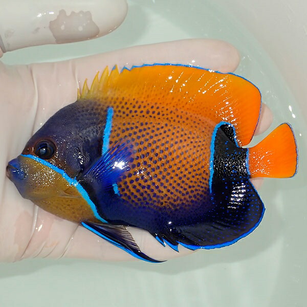 【現物14】イナズマヤッコ 12.5cm± ! 海水魚 ヤッコ 15時までのご注文で当日発送(t111(t207