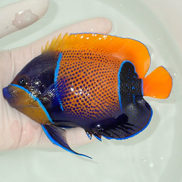 【現物15】イナズマヤッコ 14.5cm± ! 海水魚 ヤッコ 15時までのご注文で当日発送(t111(t207