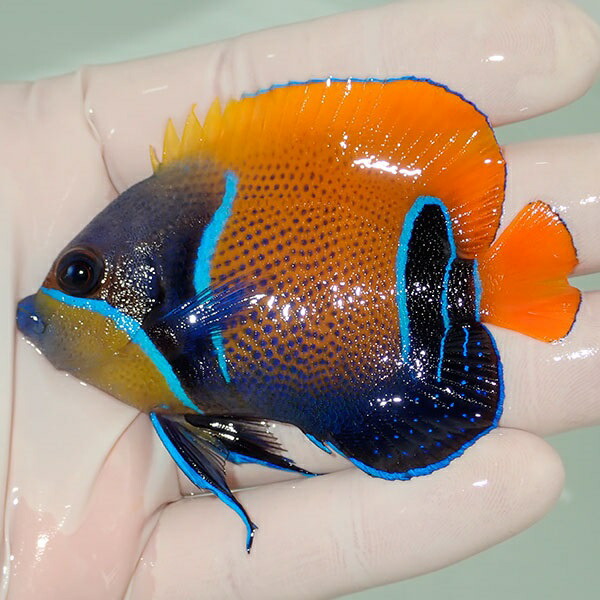 【現物16】粒エサOK イナズマヤッコ 7cm± ! 海水魚 ヤッコ 15時までのご注文で当日発送(t111(t207