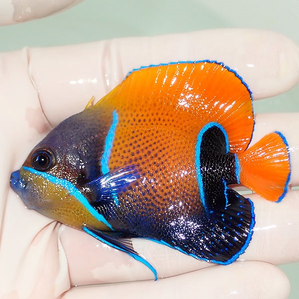 【現物17】粒エサOK イナズマヤッコ 7cm± ! 海水魚 ヤッコ 15時までのご注文で当日発送(t111(t207